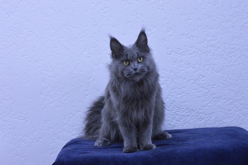 Valeri Bagira Akbars - Adult maine-coon 3 years 9 months 1 week