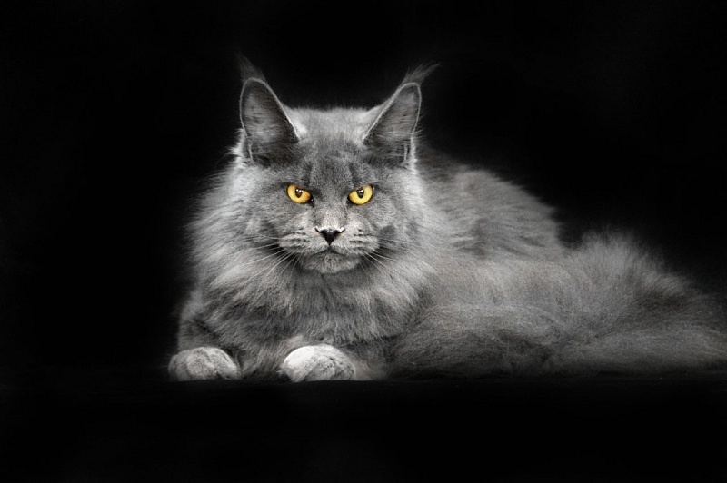 Valeri Bagira Akbars - Adult maine-coon 2 years 10 months 1 week