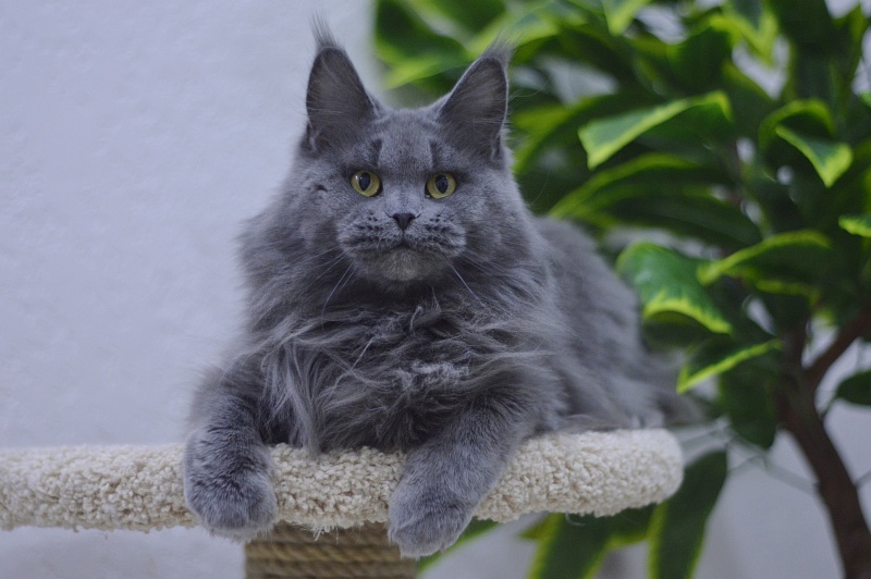 Valeri Bagira Akbars - Adult maine-coon 4 years 2 weeks