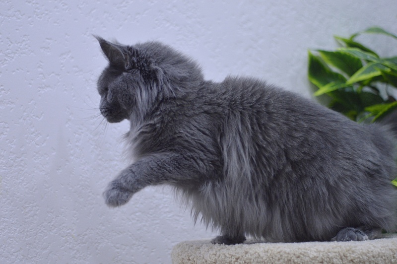 Valeri Bagira Akbars - Adult maine-coon 4 years 2 weeks