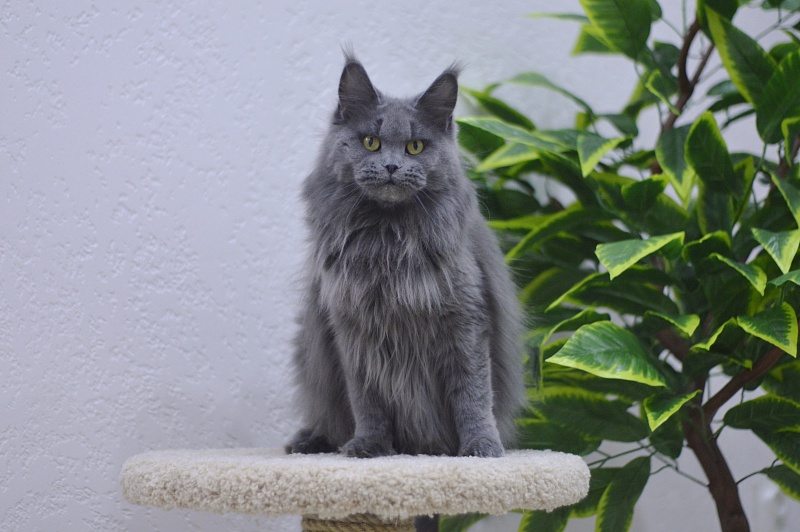 Valeri Bagira Akbars - Adult maine-coon 4 years 2 weeks