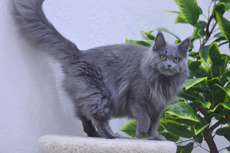 Valeri Bagira Akbars - Adult maine-coon 4 years 2 weeks