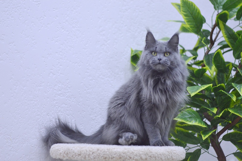 Valeri Bagira Akbars - Adult maine-coon 4 years 2 weeks