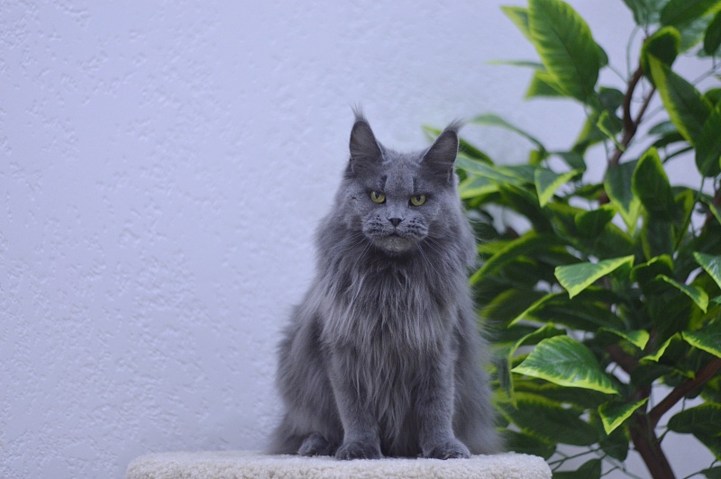 Valeri Bagira Akbars - Adult maine-coon 4 years 2 weeks