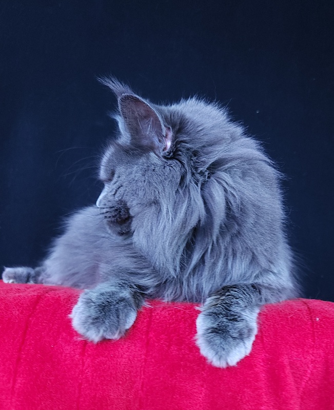 Valeri Bagira Akbars - Adult maine-coon 5 years 2 months 4 weeks