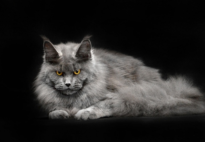 Valeri Bagira Akbars - Adult maine-coon 2 years 10 months 1 week