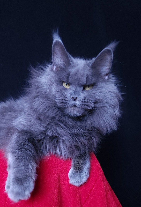 Valeri Bagira Akbars - Adult maine-coon 5 years 2 months 4 weeks