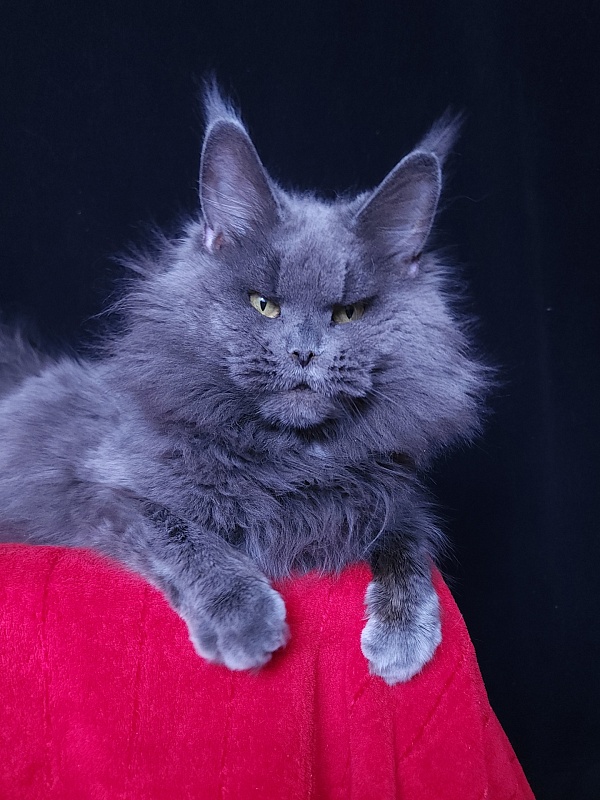 Valeri Bagira Akbars - Adult maine-coon 5 years 2 months 4 weeks
