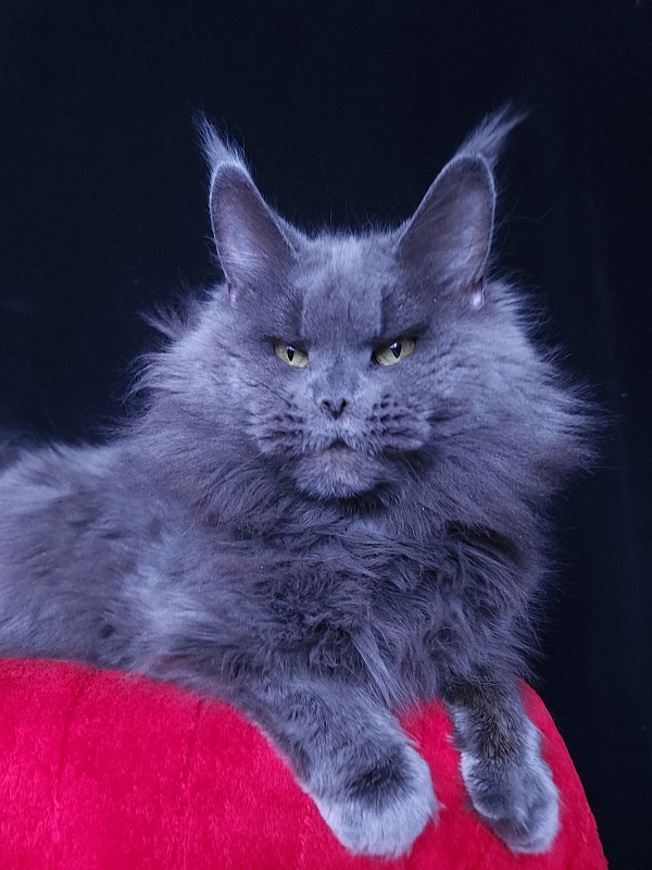 Valeri Bagira Akbars - Adult maine-coon 5 years 2 months 4 weeks