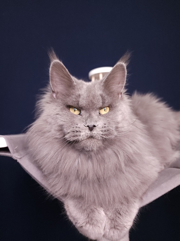 Valeri Bagira Akbars - Adult maine-coon 6 years 11 months