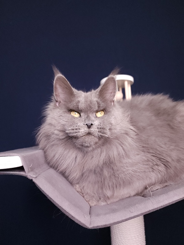 Valeri Bagira Akbars - Adult maine-coon 6 years 11 months