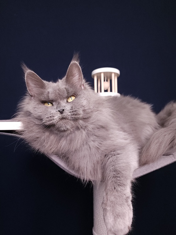 Valeri Bagira Akbars - Adult maine-coon 6 years 11 months