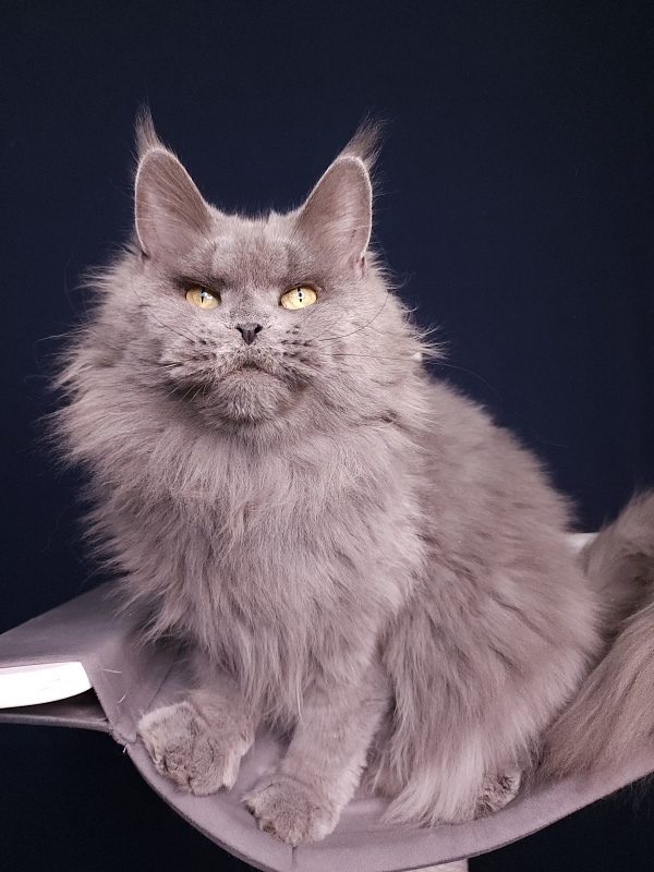 Valeri Bagira Akbars - Adult maine-coon 6 years 11 months