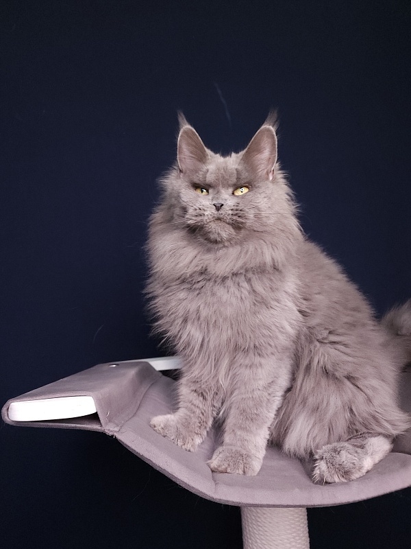 Valeri Bagira Akbars - Adult maine-coon 6 years 11 months