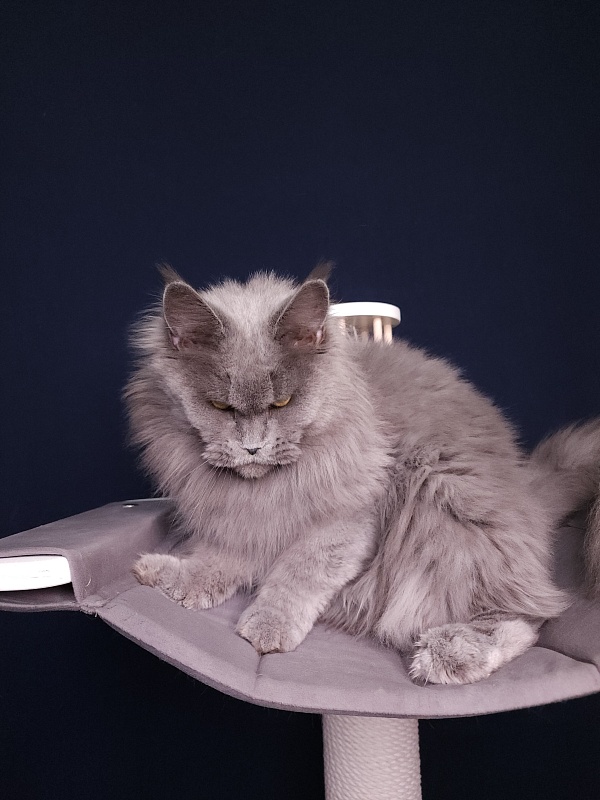 Valeri Bagira Akbars - Adult maine-coon 6 years 11 months