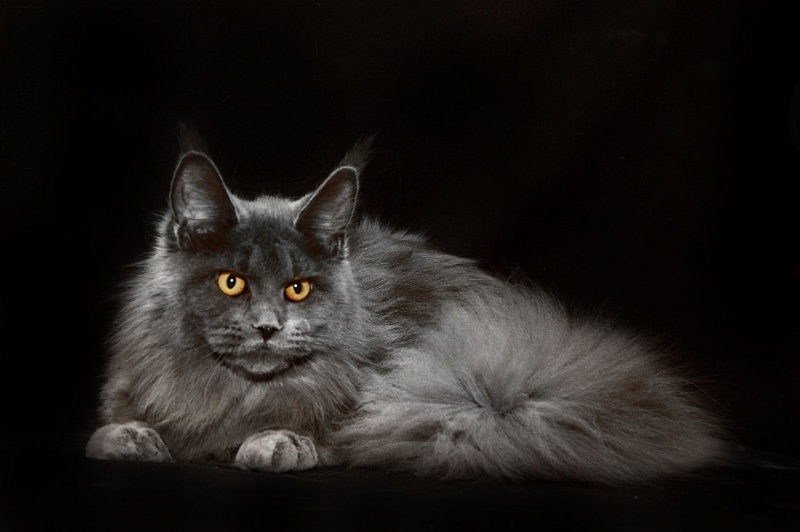 Valeri Bagira Akbars - Adult maine-coon 2 years 10 months 1 week