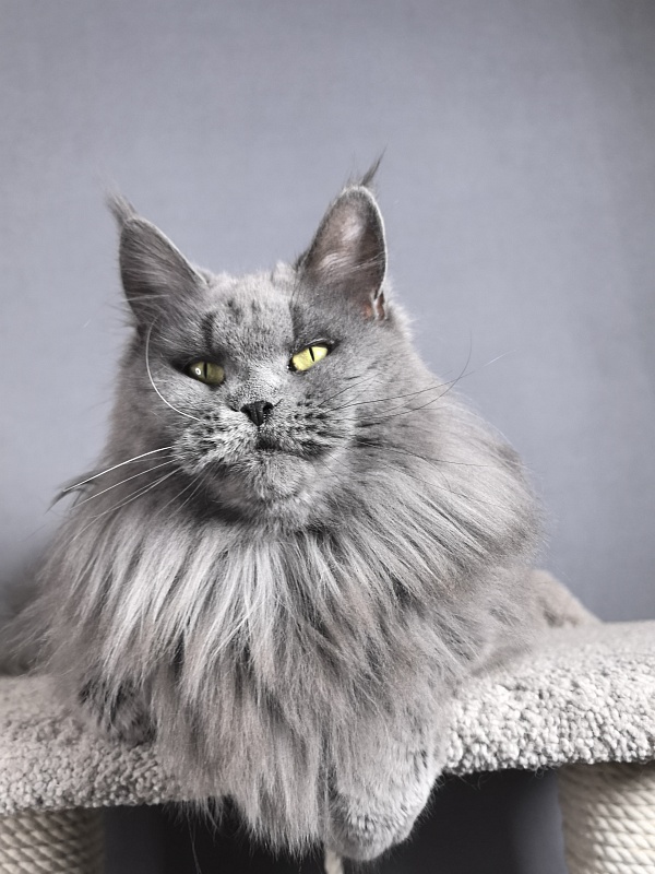 Valeri Bagira Akbars - Adult maine-coon 8 years 1 month 1 week