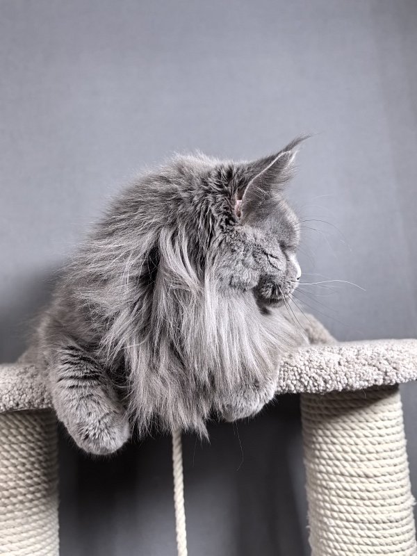 Valeri Bagira Akbars - Adult maine-coon 8 years 1 month 1 week