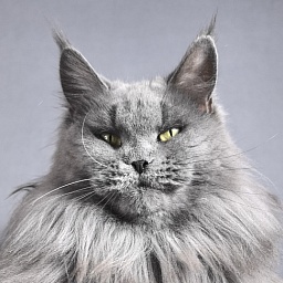 Valeri Bagira Akbars