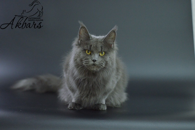 Valeri Bagira Akbars - Adult maine-coon 3 years 1 month 0.5 weeks