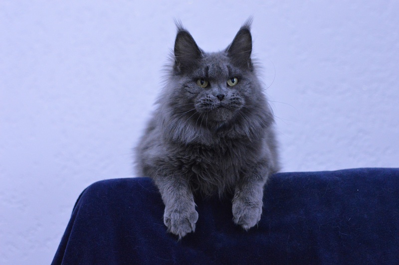 Valeri Bagira Akbars - Adult maine-coon 3 years 9 months 1 week