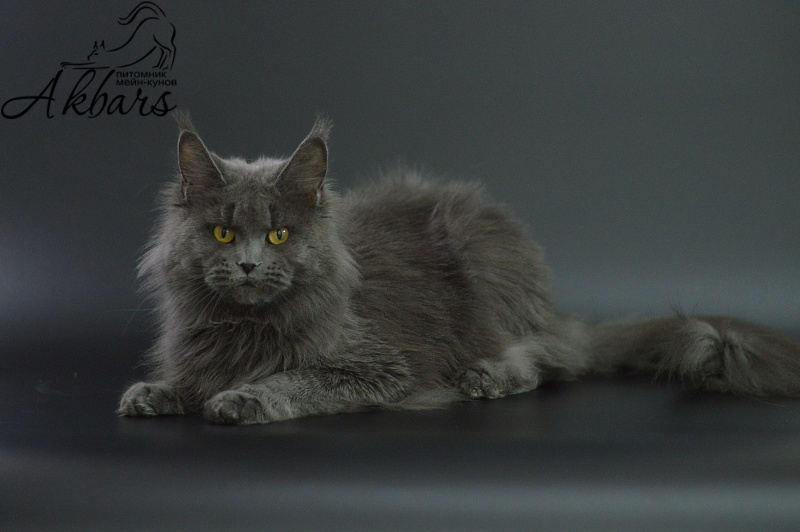 Valeri Bagira Akbars - Adult maine-coon 3 years 1 month 0.5 weeks