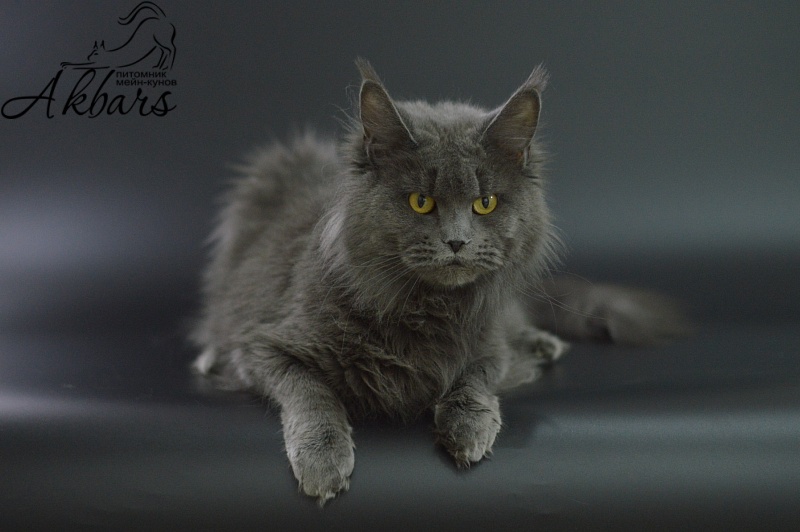 Valeri Bagira Akbars - Adult maine-coon 3 years 1 month 0.5 weeks