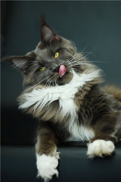 ForestPride Jedi - maine-coon