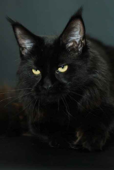 Belocoon's Vudi - мейн-кун 08.07.2011