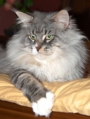 Shaycoon's Valentino - maine-coon