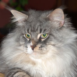 Shaycoon's Valentino