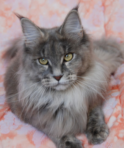 Sacred Spirit's Hazel - мейн-кун