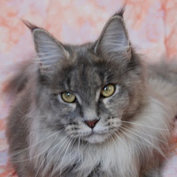 Sacred Spirit's Hazel