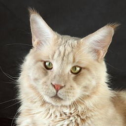 Langstteich's N'Simply The Best