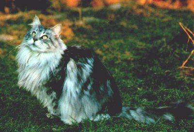 McKittycreek Janet of vom Weidebusch - maine-coon