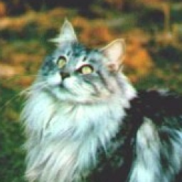 McKittycreek Janet of vom Weidebusch