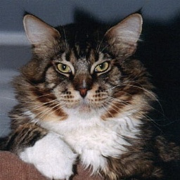 Weidebusch H.Lucas of Langstteich