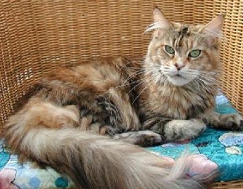 Capecoon Perdita of Langstteich - maine-coon