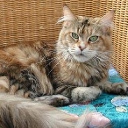 Capecoon Perdita of Langstteich