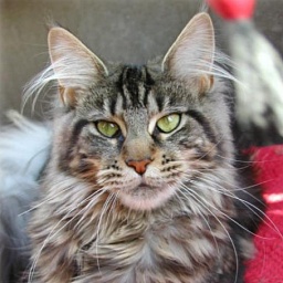 Langstteich's O'Perah