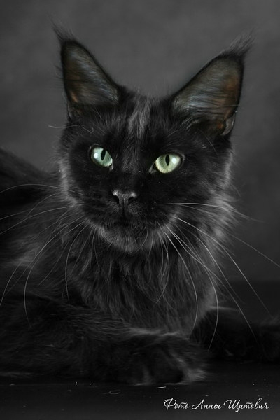 Langstteich's Nonchalance - maine-coon