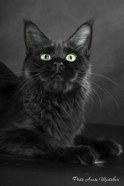 Langstteich's Nonchalance - Adult maine-coon 2 years 5 months 0.5 weeks