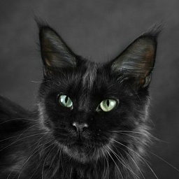 Langstteich's Nonchalance