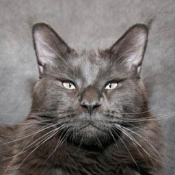 Belocoon's A'Casimir