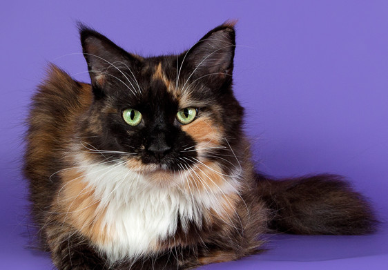 Belocoon's Chayana Russiancoon - мейн-кун