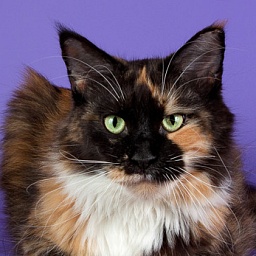 Belocoon's Chayana Russiancoon