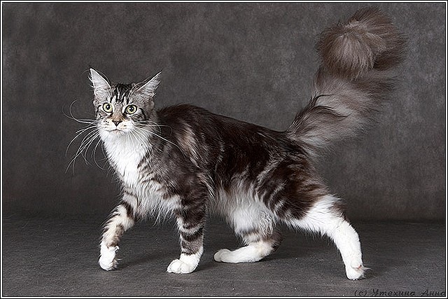 Langstteich's Alibi - maine-coon