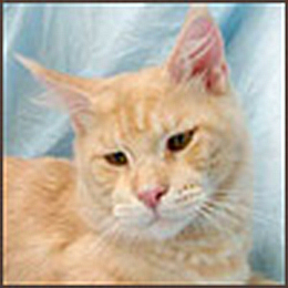 Justcoon's I Came For You - мейн-кун