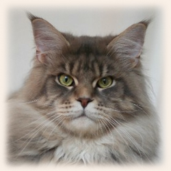 Tojo Polaris Patrick Hernandez