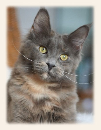 Sacred Spirit's Chatima - maine-coon
